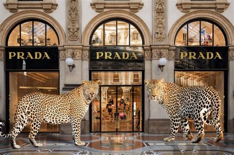 prada panter